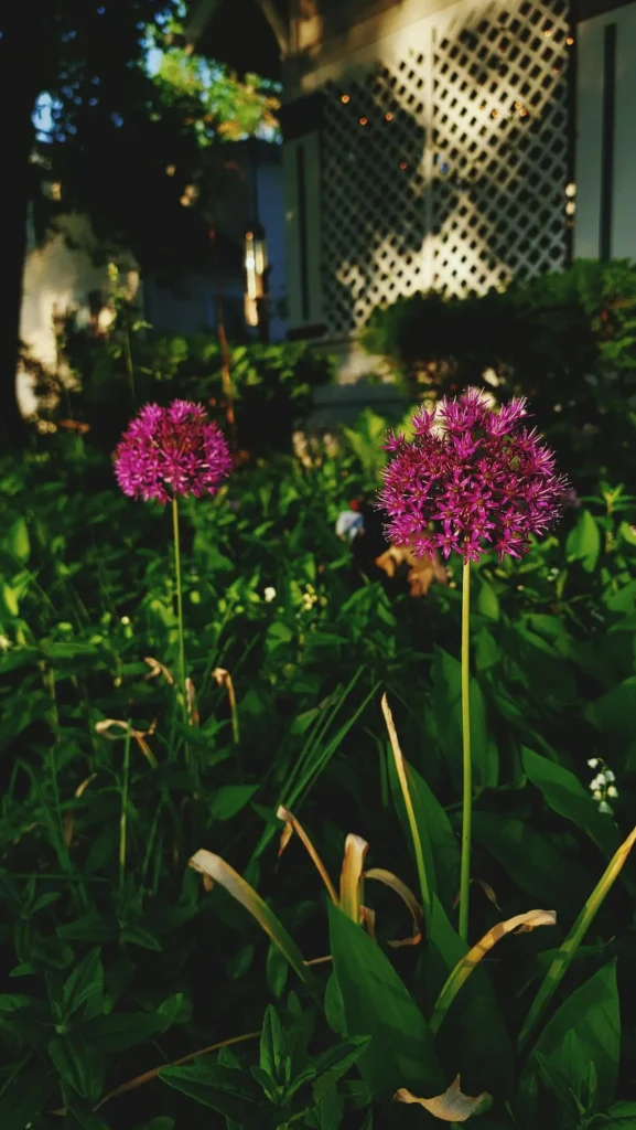allium gladiator
