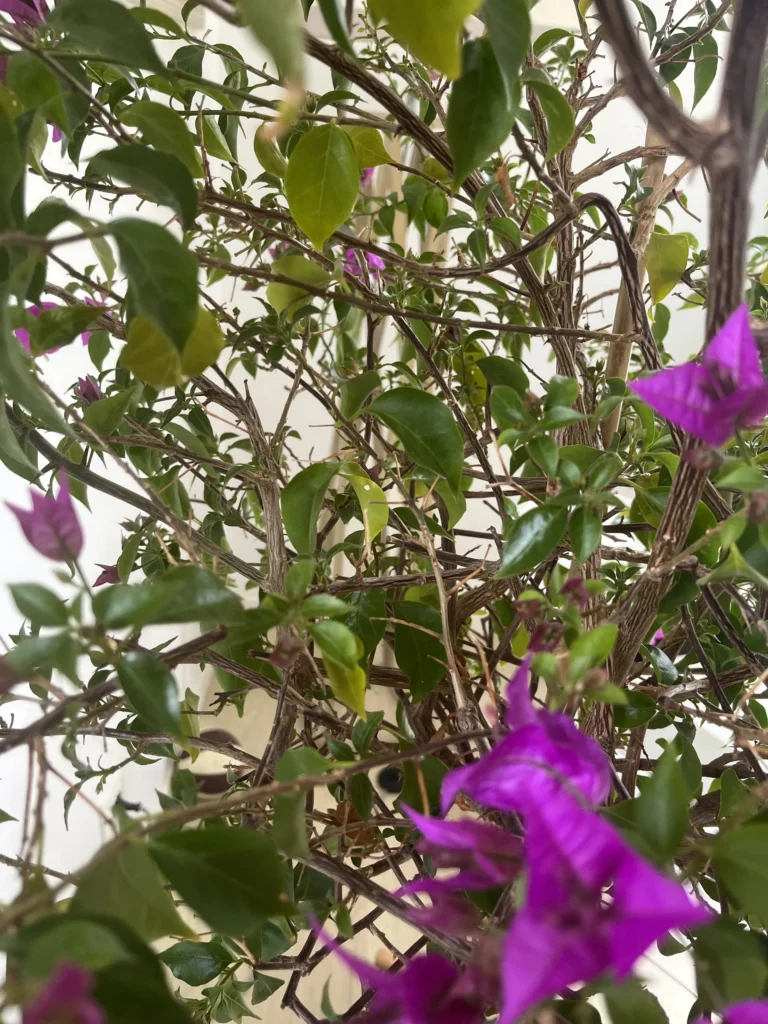 bougainvillier perd ses feuilles
