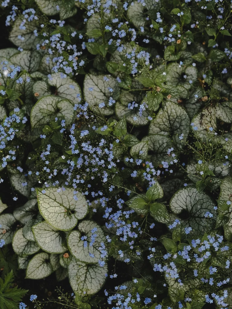 brunnera