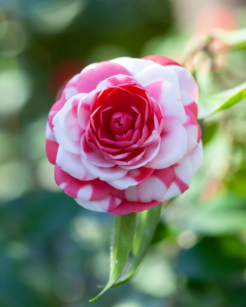 camelia bicolore