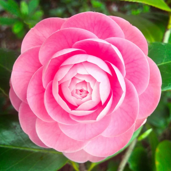 camelia