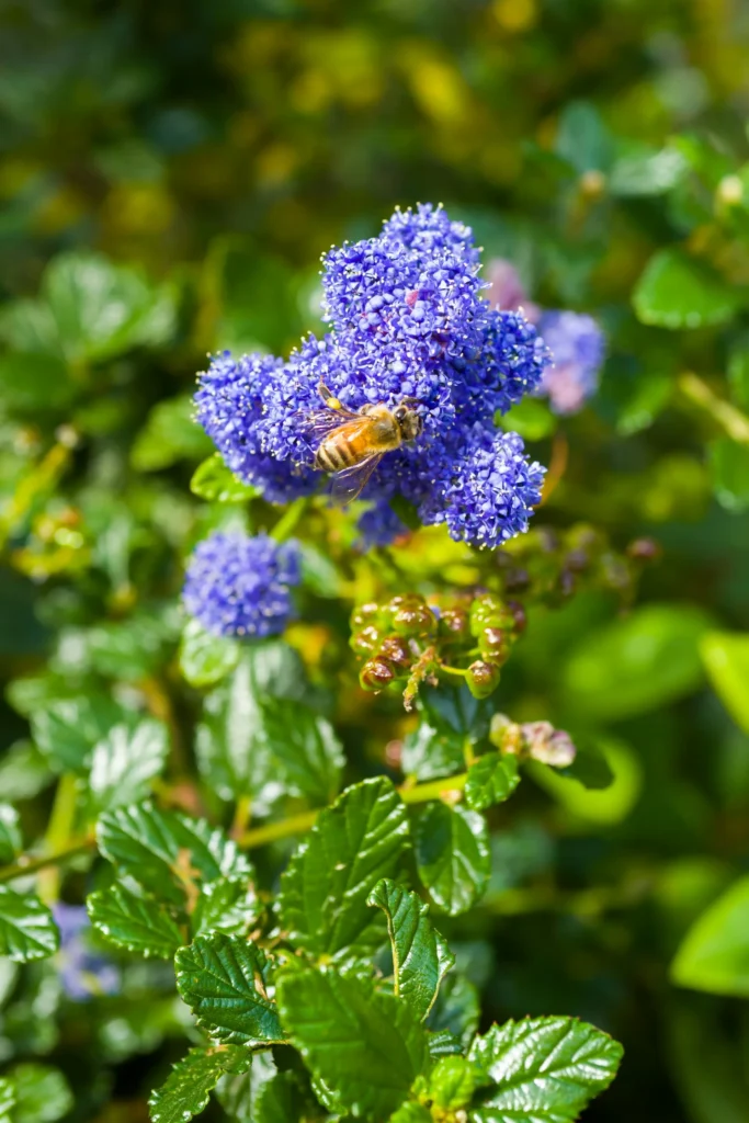 Ceanothe thyrsiflorus  plante couvre-sol à fleurs bleues