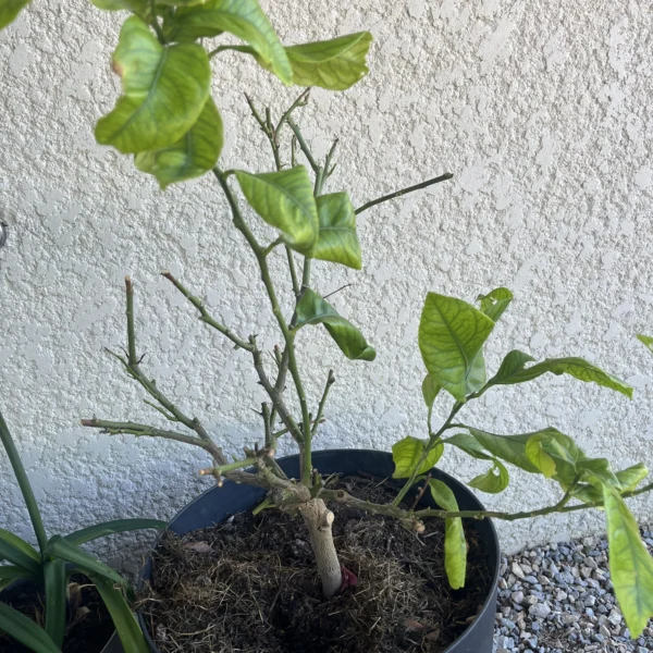 citronnier qui perd ses feuilles