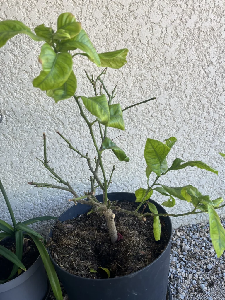 citronnier qui perd ses feuilles