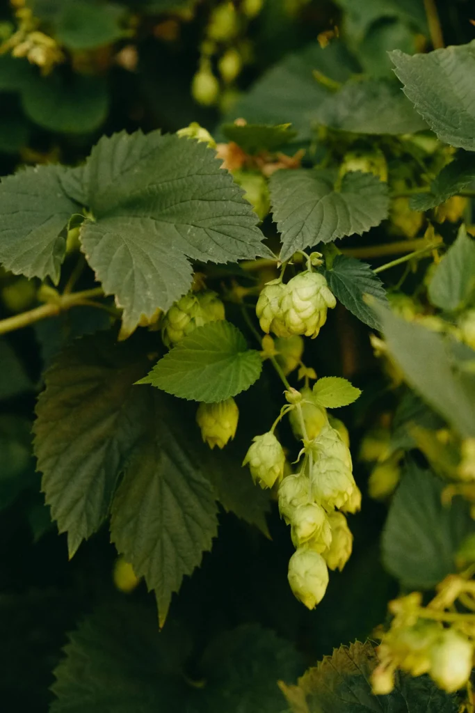 houblon