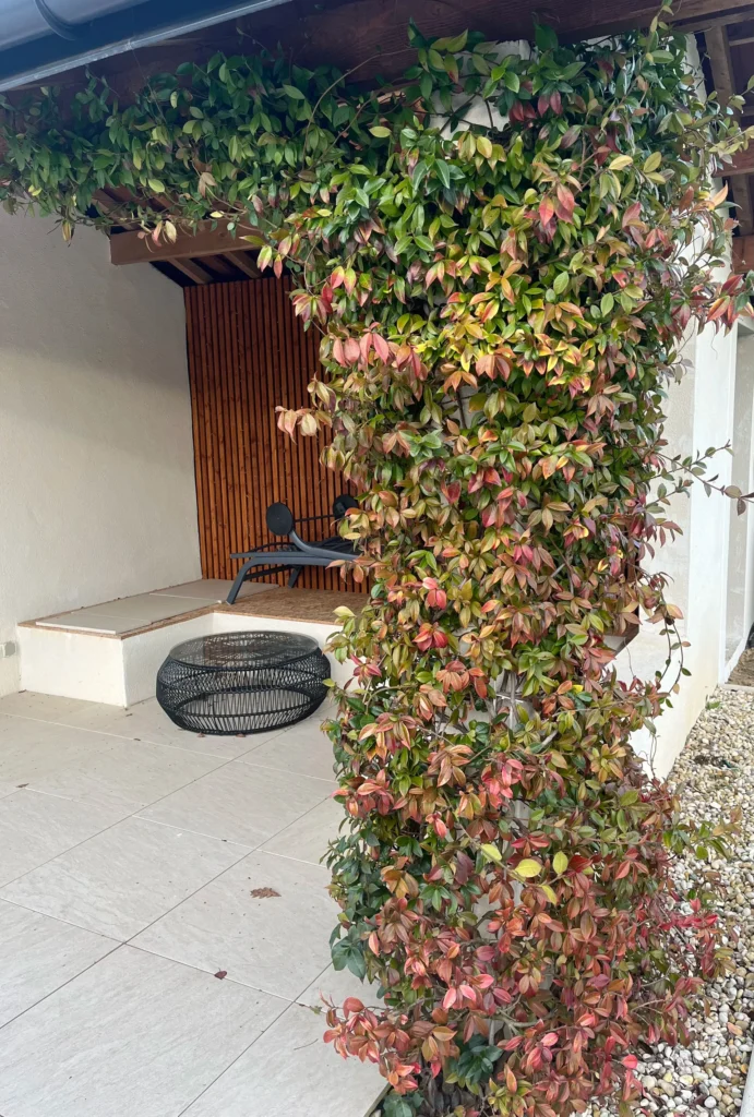 le jasmin en automne avec son feuillage rouge