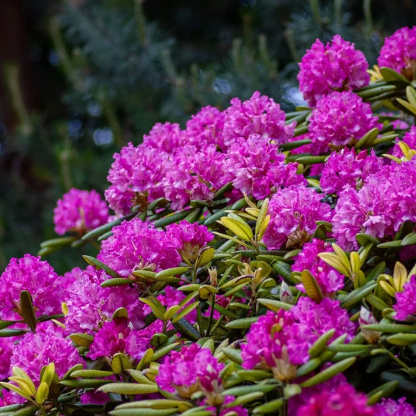 rhododendron pot