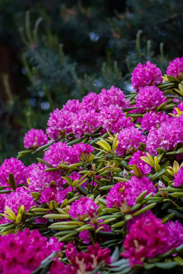 rhododendron pot