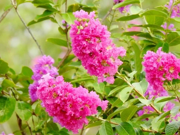 7 arbres à cultiver en pot sur une terrasse