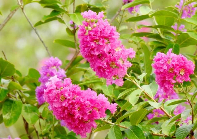 7 arbres à cultiver en pot sur une terrasse