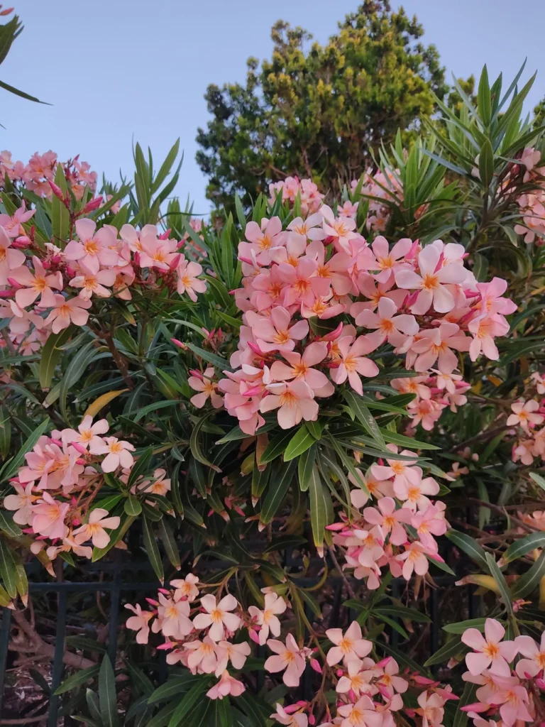 laurier-rose